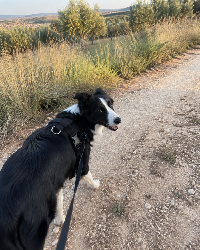 Álvaro R. · Rocky
